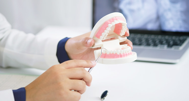 口の模型を使い説明している様子の手元のイメージ写真