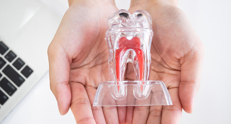 中にある神経などが良く見える透明な歯の模型を両手で持っている写真