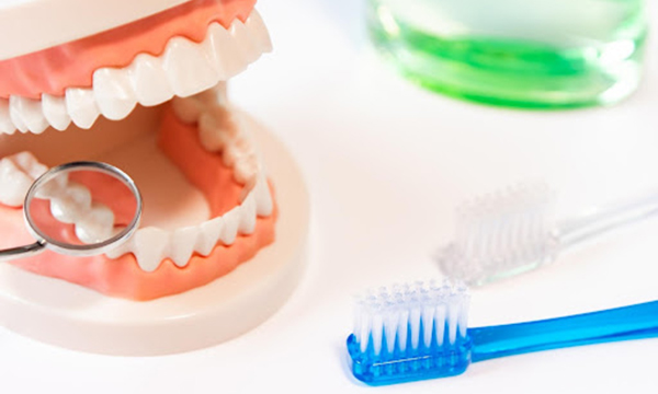 口の模型と歯ブラシ