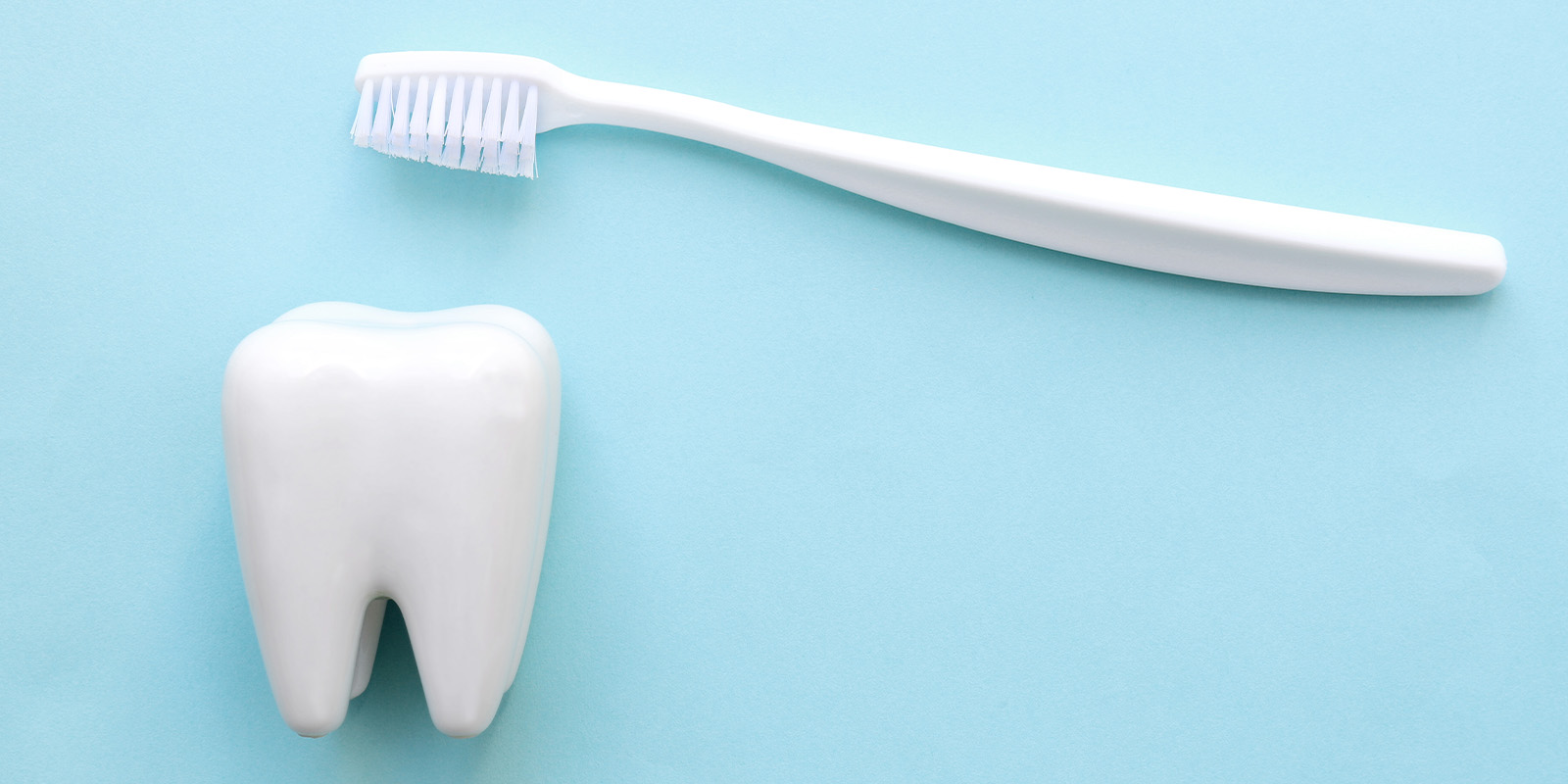 歯の模型と歯ブラシ