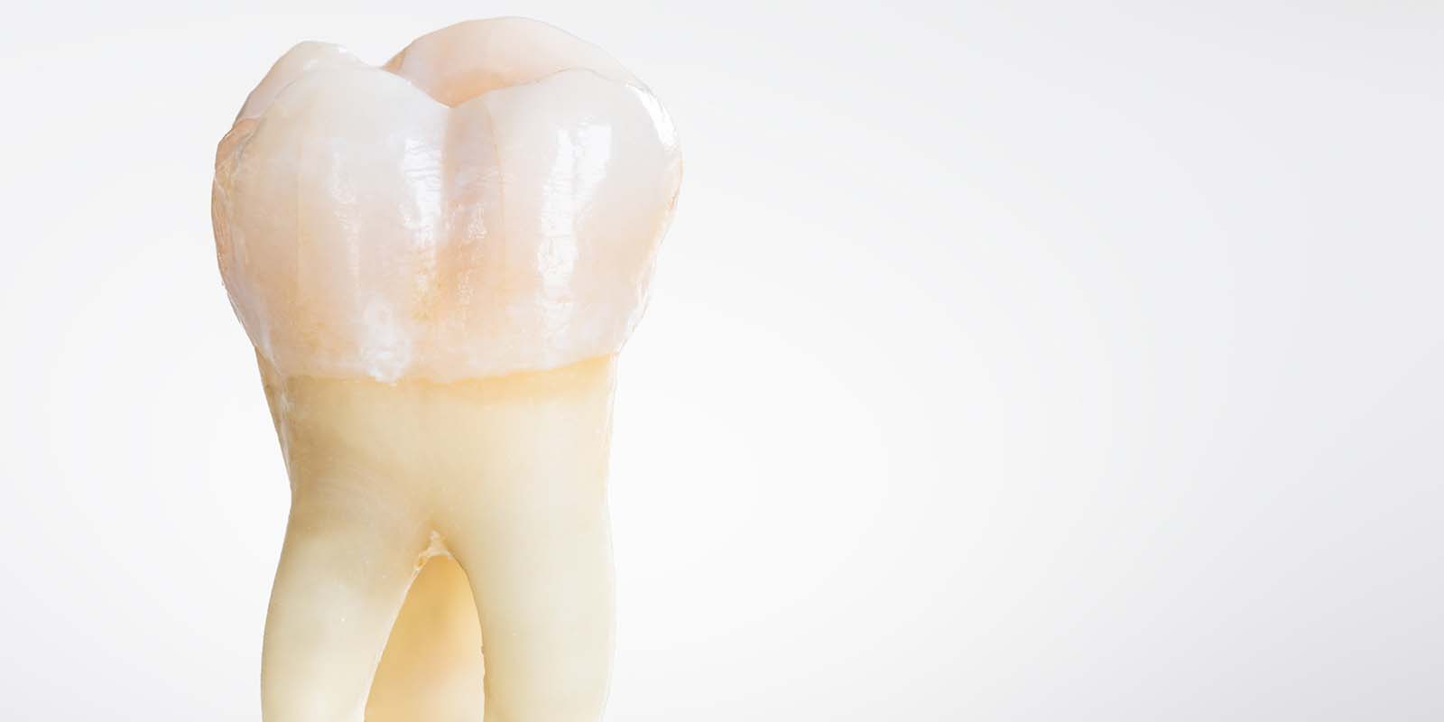 綺麗な奥歯の写真